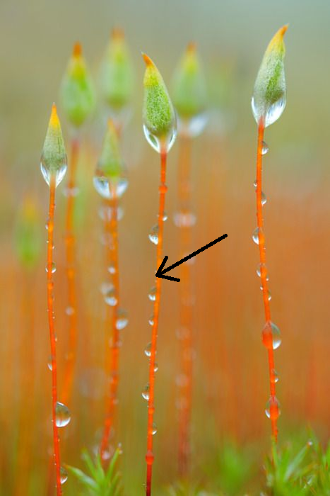 moss seta/sporophyte stem